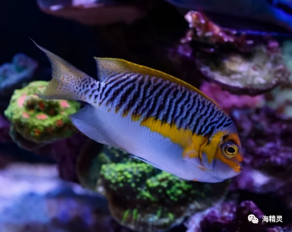 真正的亚洲美人—蒙面燕尾神仙鱼