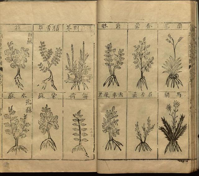 本草纲目中插图是李时珍画的吗,本草纲目李时珍插图