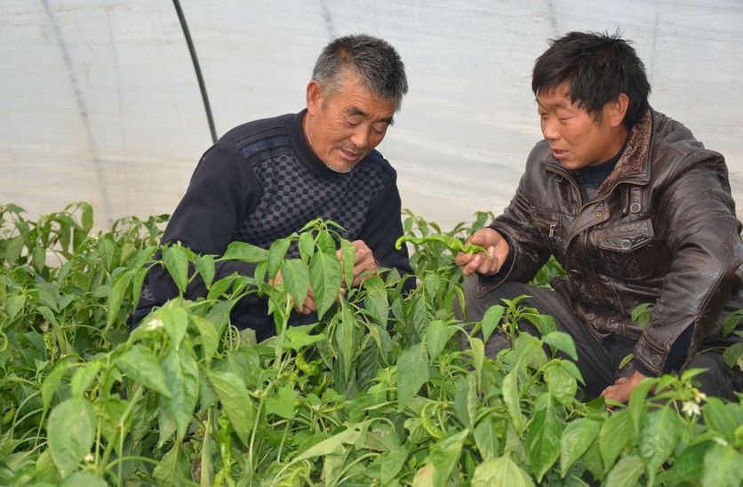 江苏响水脱贫户罗会兵：大棚里种出“脱贫致富果”