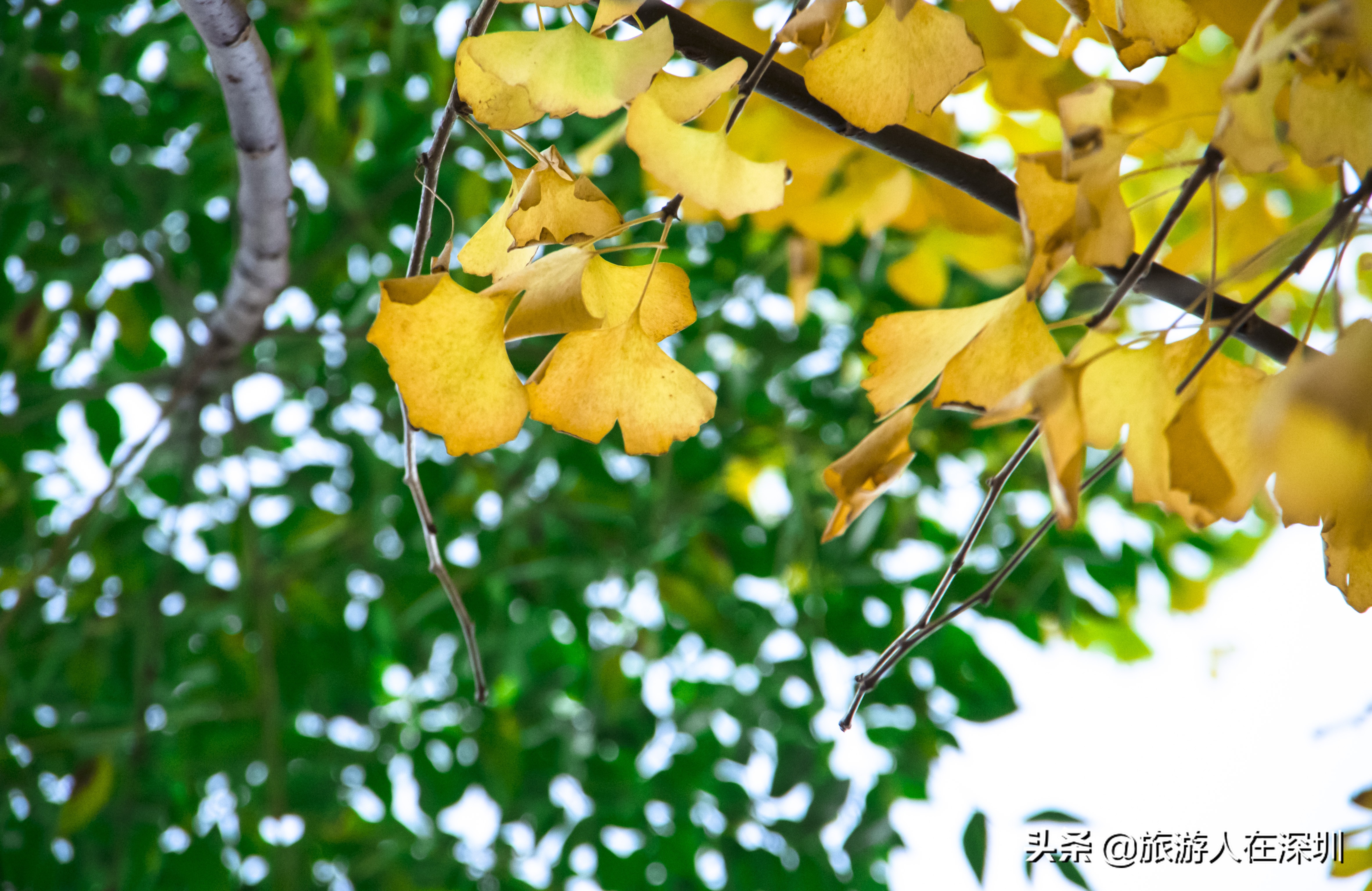 南雄看银杏一日游,去南雄看银杏叶哪里好看点