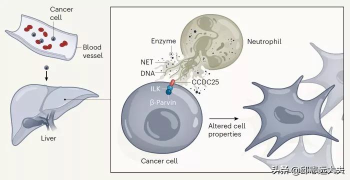 中国免疫学科学家,免疫学领域学者排名