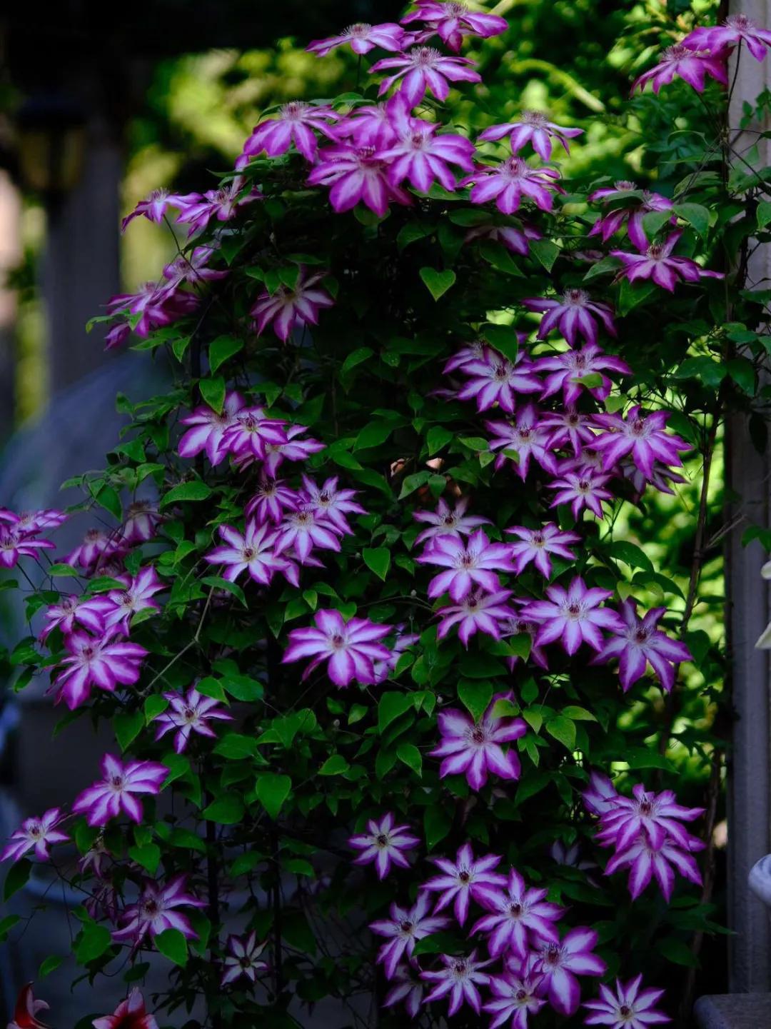 东北花园四季开花植物,北方一年四季都开花的花园
