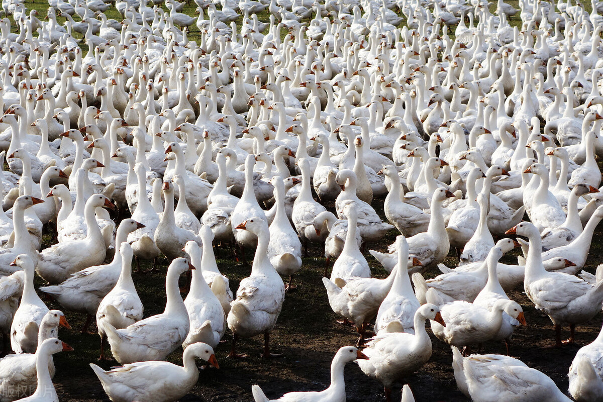 热门项目：河南省鹤壁市2021年7月第五周批复项目（累计51项）