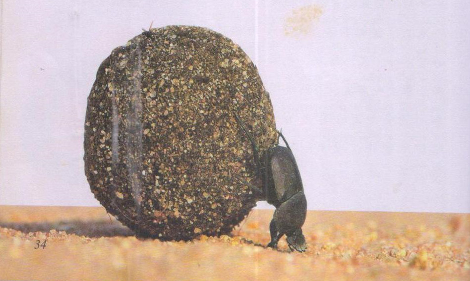 昆虫样子特点,昆虫视觉是什么样的