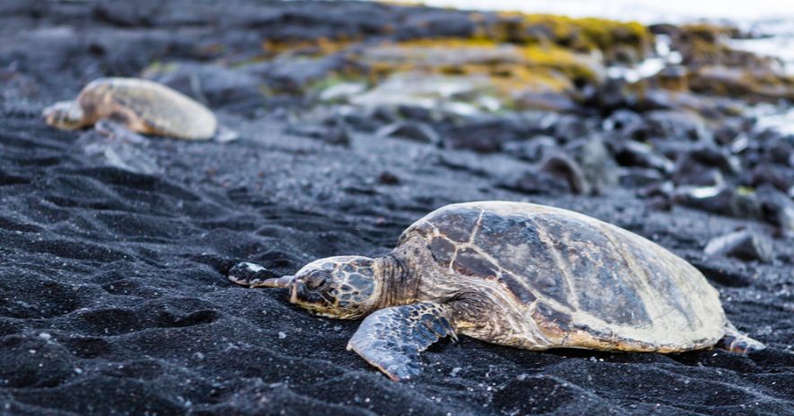 旅游禁止带什么东西,旅游景点不可带回的东西