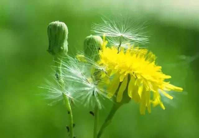 清热解毒消肿散疮消菌的蒲公英经济实用好处多，鸡病不见了