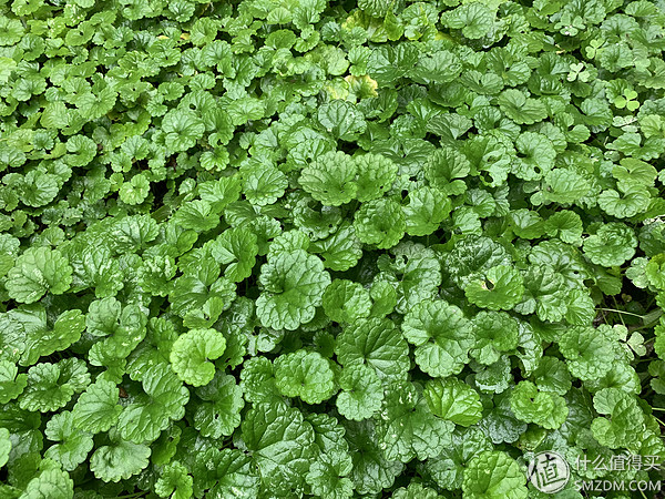 苹果iphonexr2019测评,苹果官网iphonexr开箱