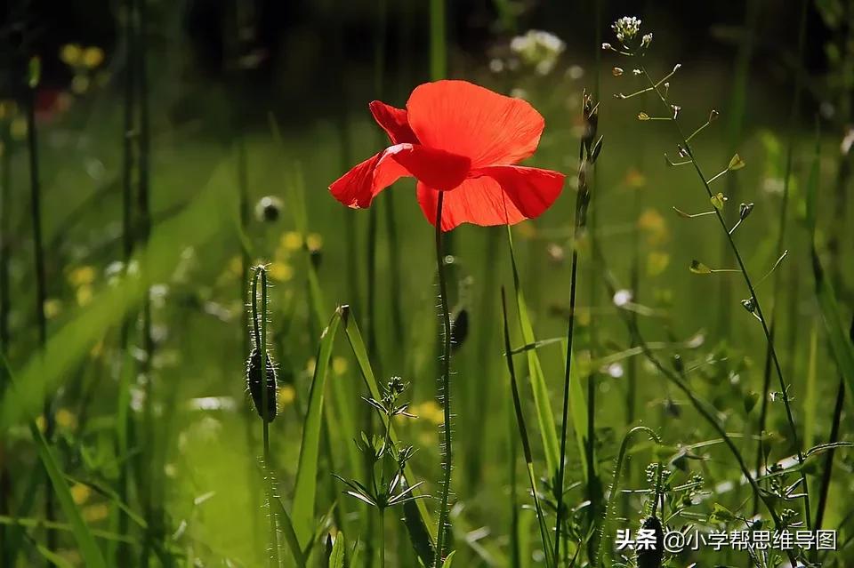 优秀作文小实验300个字,化解矛盾优秀作文