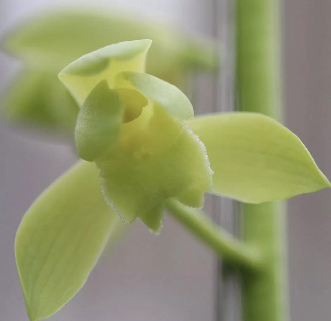 秦岭早年下山的一颗蕙兰荷素，后来成为传世名品