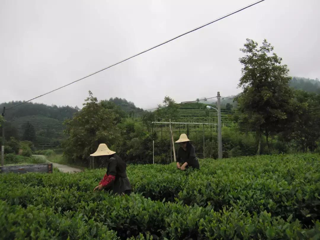 想要便宜又想质量好的茶,福建南平政和小种红茶