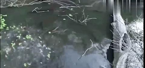 南美电鳗和亚马逊电鳗,亚马逊河发现一群电鳗