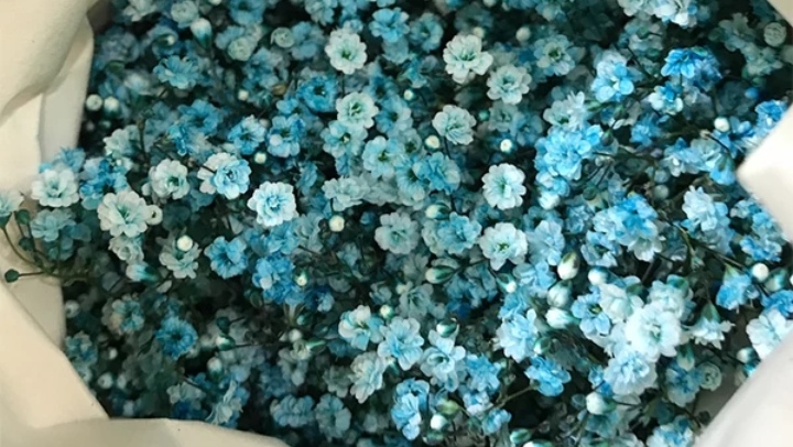 五种常见花材有什么颜色,常见绿色花材