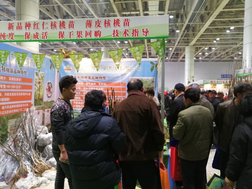 冠核核桃苗多少钱一棵,冠核核桃苗