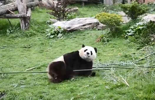 大熊猫吃竹子为什么这么细嚼慢咽,关于大熊猫吃竹子的动作