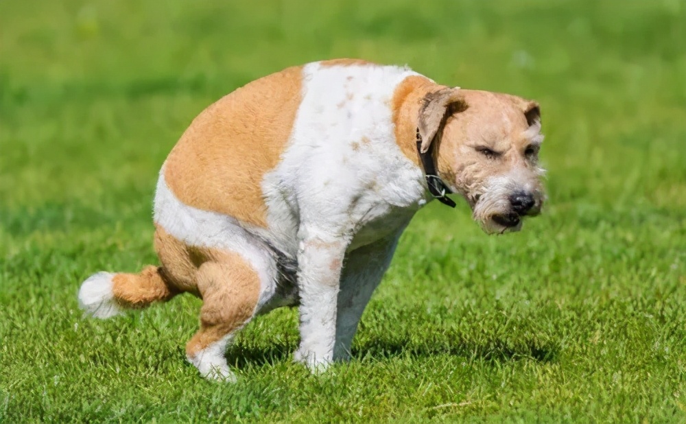我家狗的肚皮变黑了,我家的狗尿尿很黄是什么原因