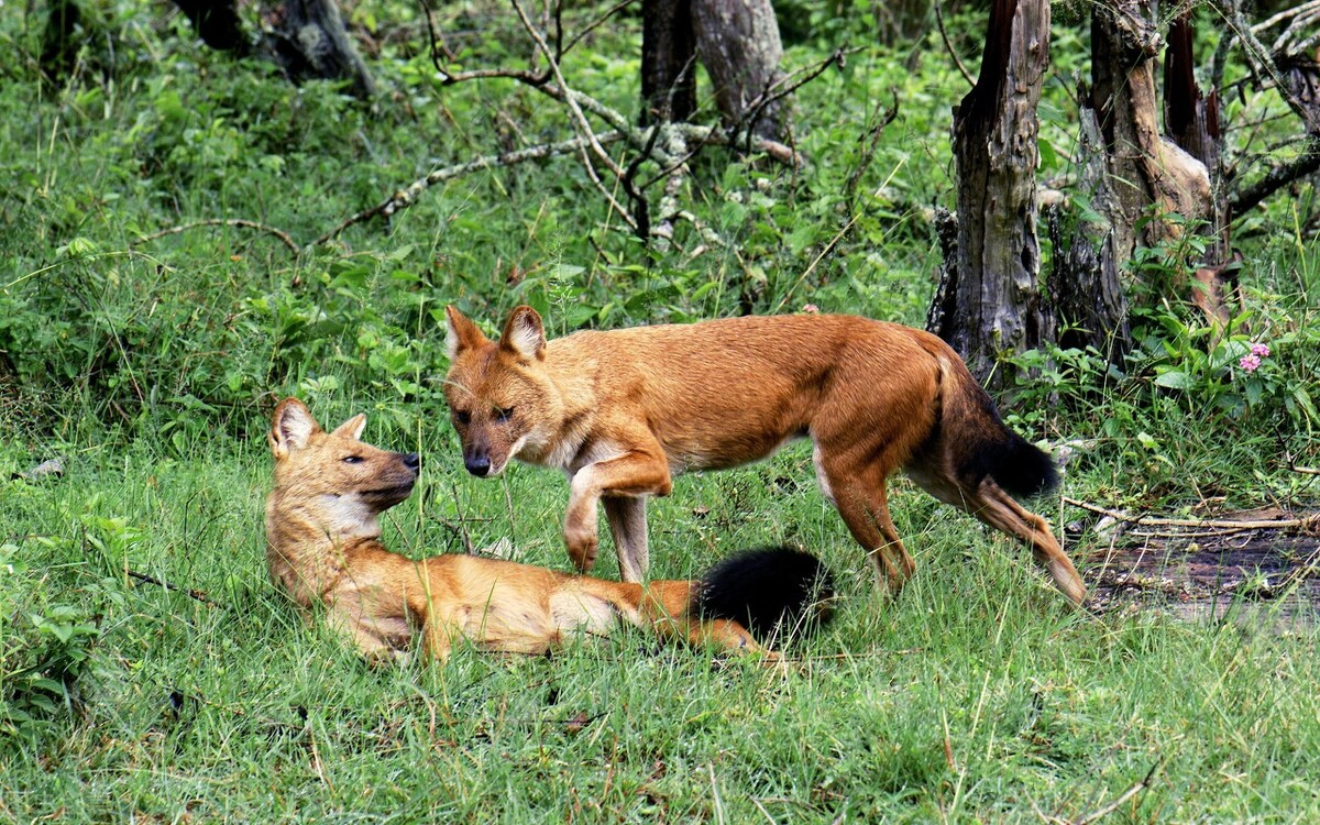 俗语说“豺狼虎豹”，三样本事让豺排到“四凶”第一名
