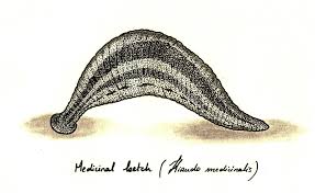 水蛭吸血可治病?结果几百年前的西方人因此导致梅毒的交叉感染