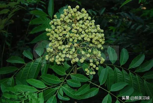 四川发现全球罕见野生植物新种,四川发现罕见植物