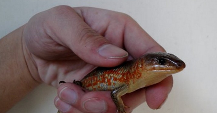 狗婆蛇是落水狗吗,狗婆蛇为啥不常见了