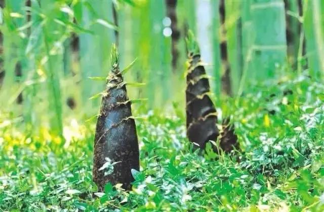 绗嬬洏鎺ㄤ粙瑙嗛璁茶В,鏃ュ父鍒嗕韩绗嬬洏