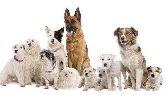 德国牧羊犬被哪些地方禁养,德国牧羊犬为什么不建议养