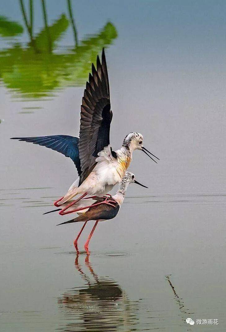 南京三桥湿地生态公园,南京三桥湿地公园