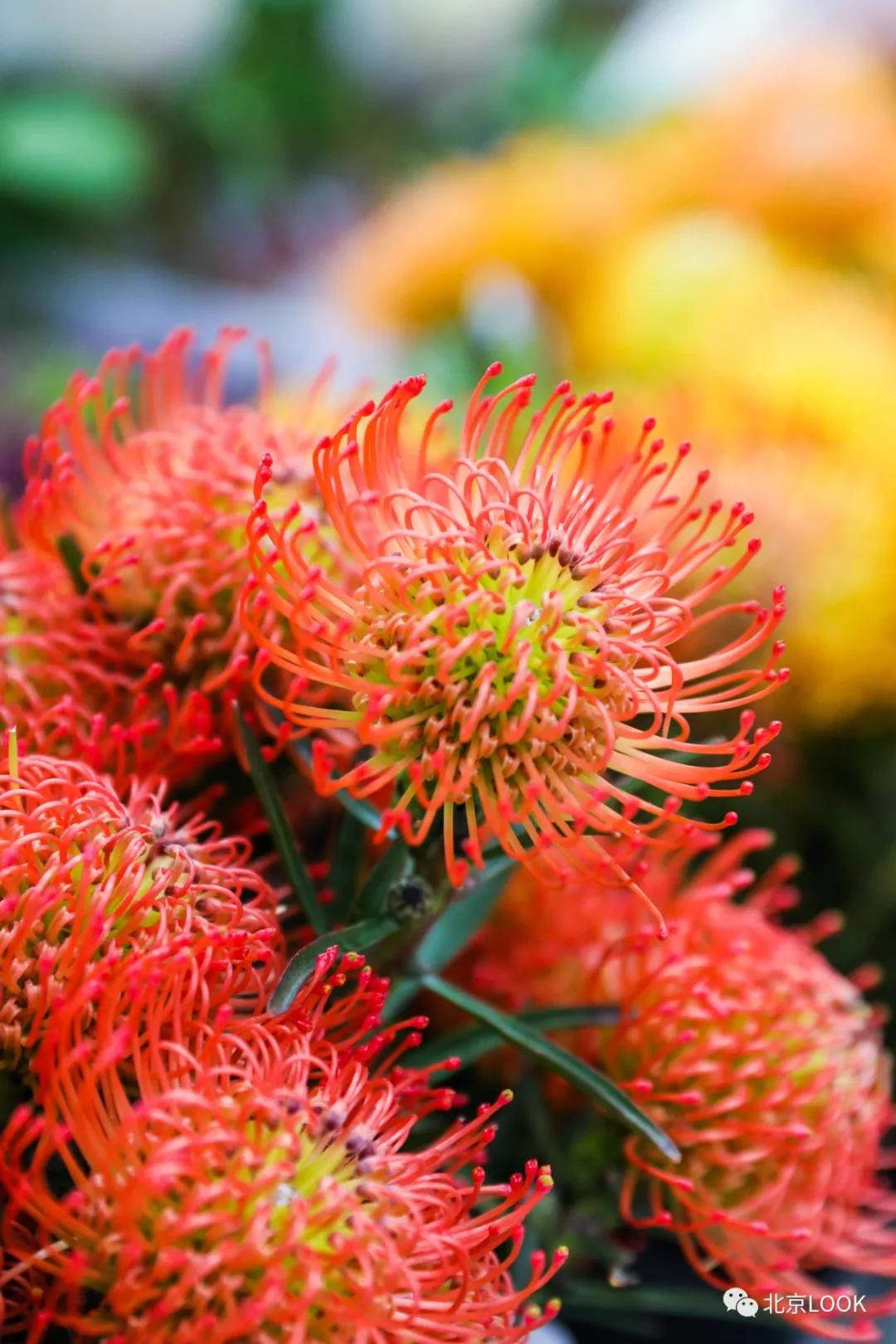 北京最大的露天花卉,北京最大的花卉大观园