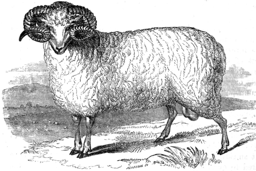 montbellt恤女款,montbell棉t恤