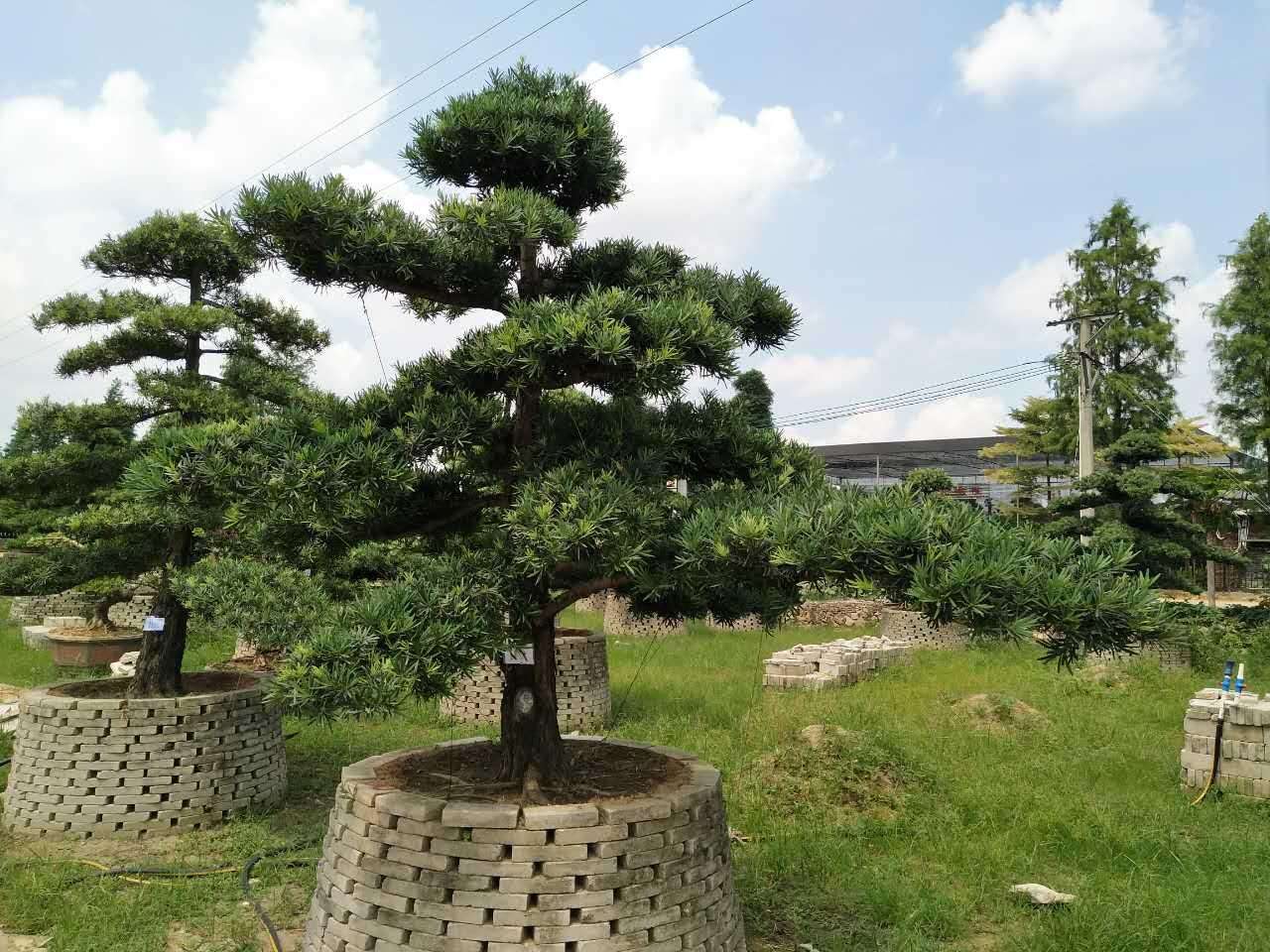 制作老桩树,可以做老桩的草本植物