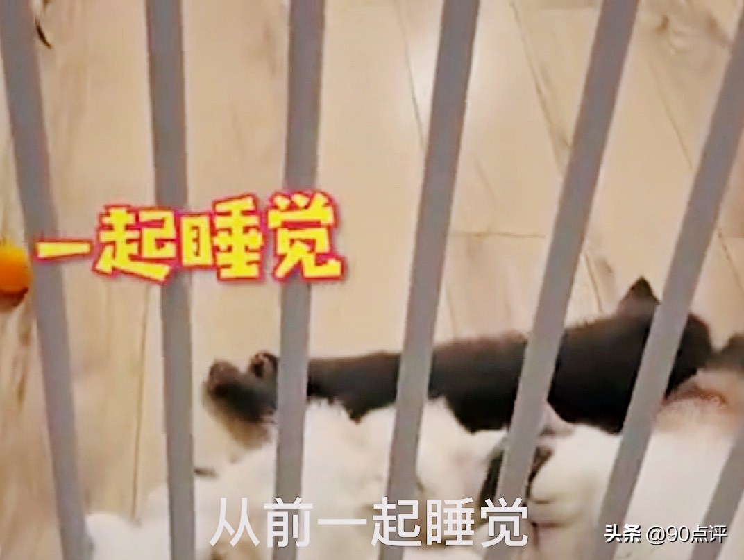 辽宁：小猫的兄弟姐妹被抱走，孤独的它落泪了，网友见之很心疼