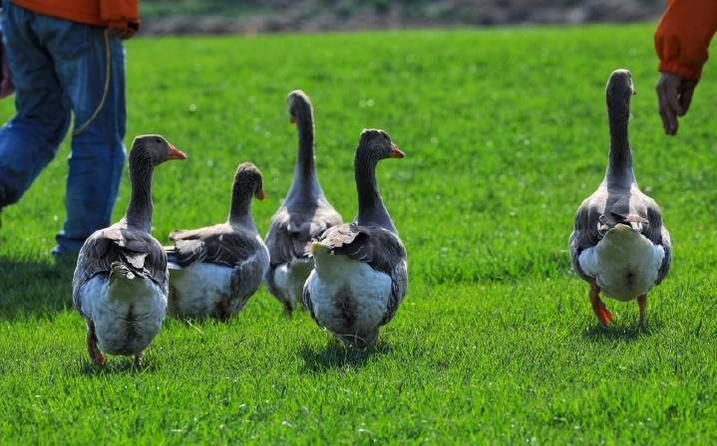 避暑亲子旅游推荐5天游,暑期草原亲子游攻略