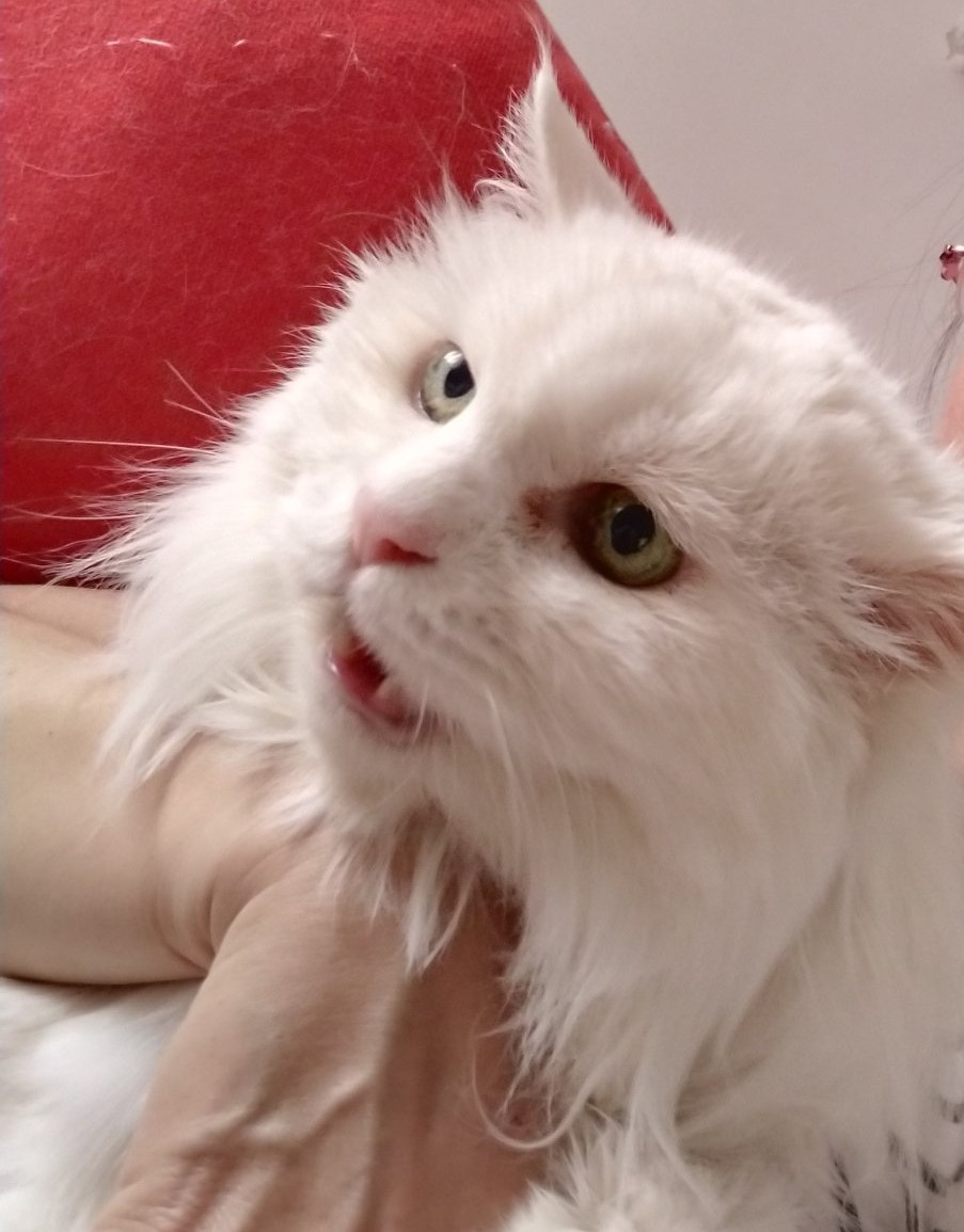 《喵生人生》之1——动态静态的喵生人生