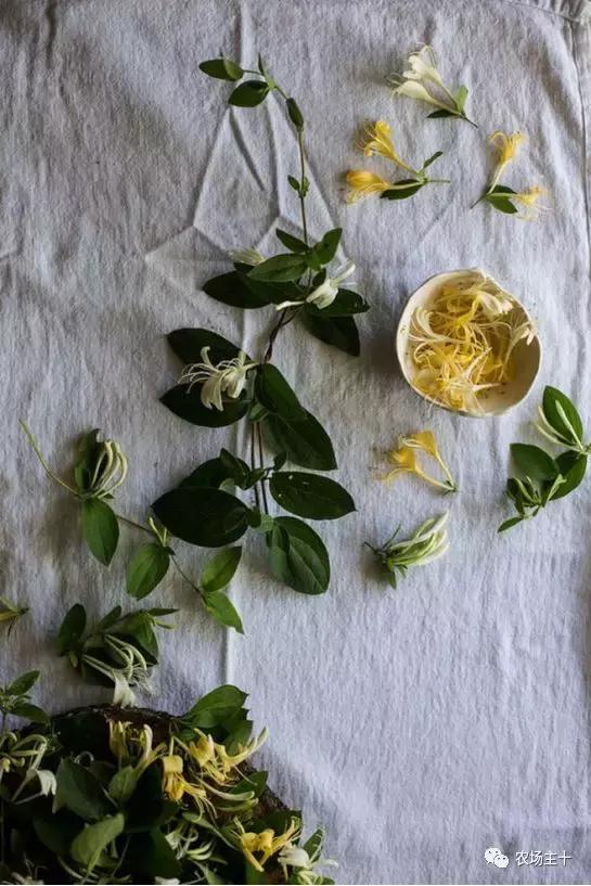 冬天院子里种什么,院子里种什么最好看