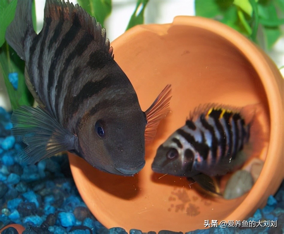 迷你鹦鹉鱼繁殖后多久和母鱼分开,迷你鹦鹉鱼繁殖缸必须要铺底砂吗