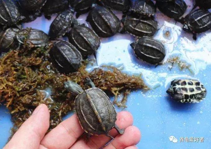 安缘龟苗冬天不冬眠不加温能养吗,龟苗加温一段时间想冬眠怎么办