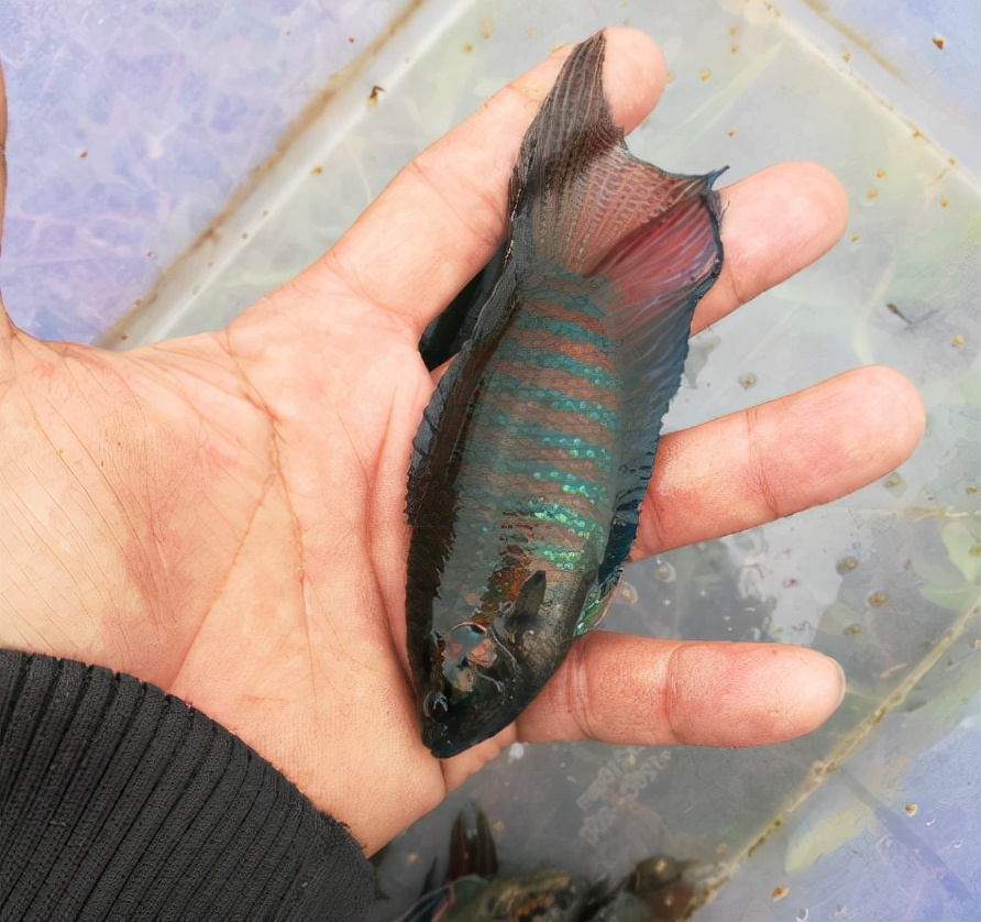 菩萨鱼：小杂鱼中的“古惑仔”，个小却爱打架，目前1条10元