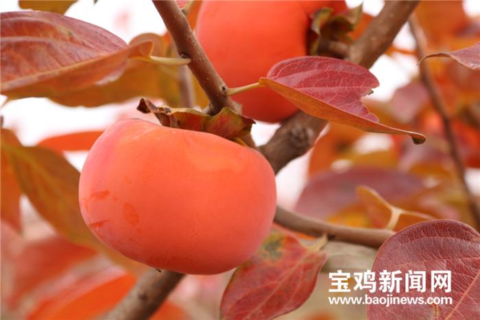 甜柿子宝鸡,甜柿产业助力乡村振兴