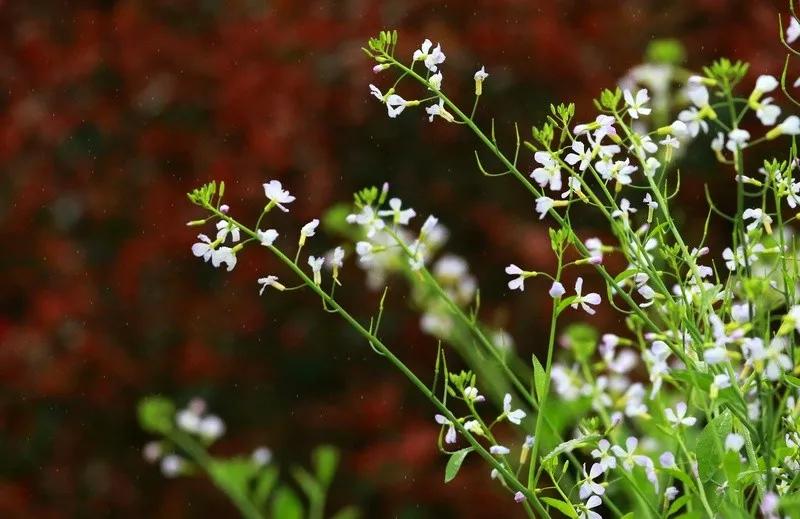 轻轻推开大门,轻轻推开新年的门扉唯美视频