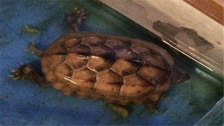 乌龟可以多久不进食,新买回来的乌龟不进食怎么办