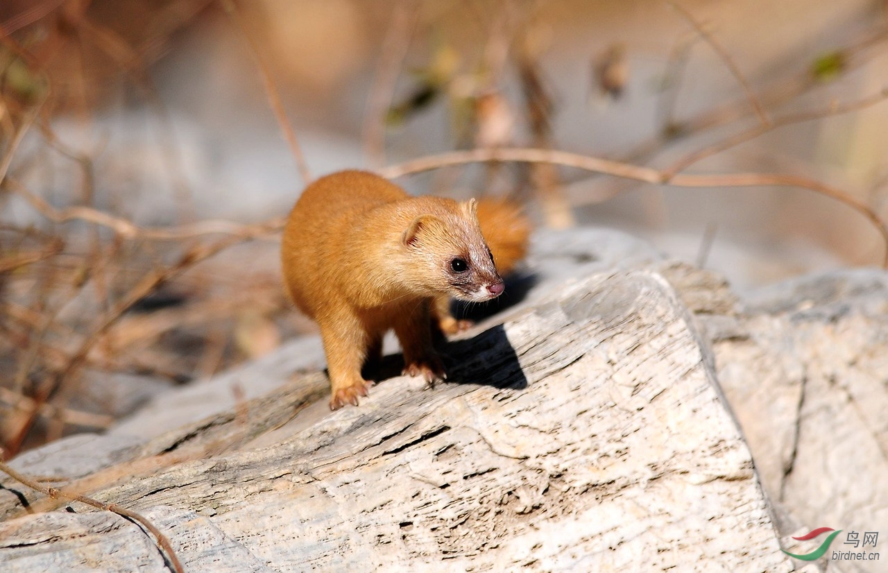 枪打黄鼠狼泡药酒,四川一男子被判刑!黄鼠狼为什么受保护?