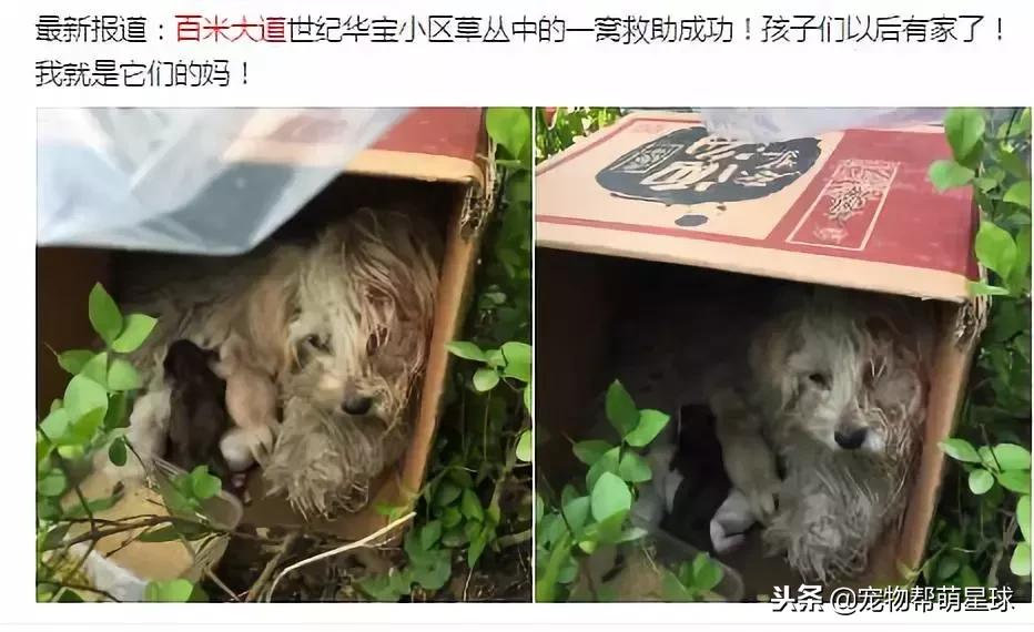 博美小狗被打视频,人们暴打博美犬