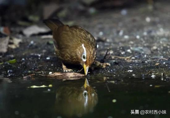 画眉鸟老是咬毛怎么回事,画眉鸟老是咬翅膀怎么治