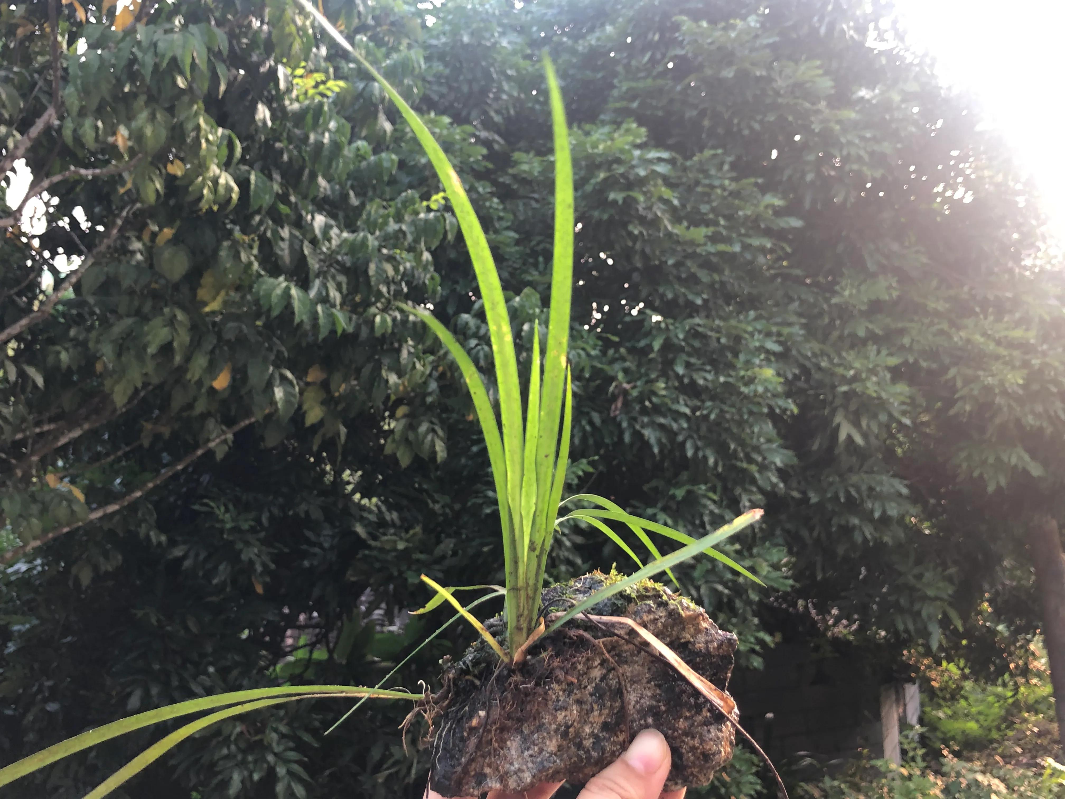 深山野岭野生植物,深山老林野菜植物