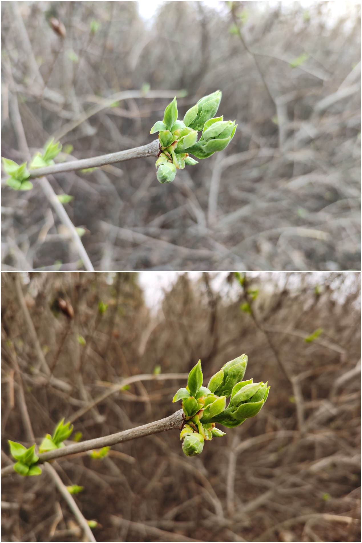 无充值！一文看懂3999到底选华为荣耀30pro还是选小米10