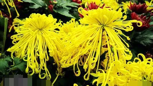 日本国简介,日本面积相当中国哪个省