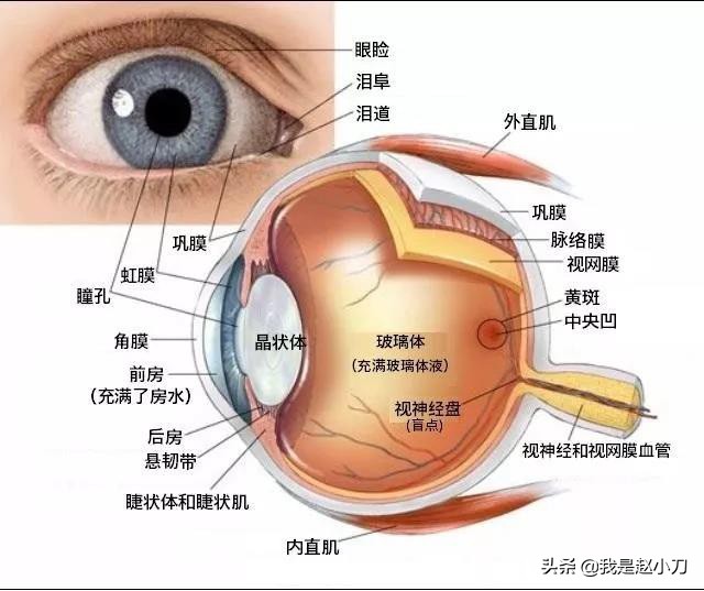 头疼眼疼视力模糊需要做ct,眼底黄斑病变会引起头疼吗