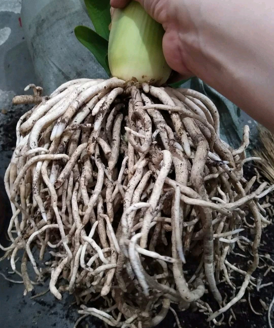 养花必备的6种小药片,什么药片可以养花生根