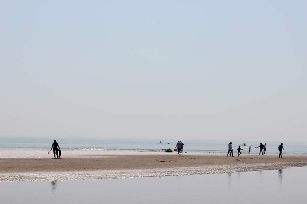 日照直播,日照绿茶价格表