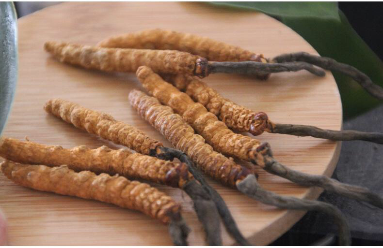 太原香棒虫草专卖,亚香棒虫草有毒吗