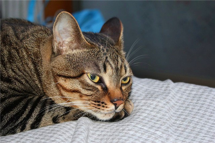 临清狮子猫和长毛狸花猫,临清狮子猫配狸花猫